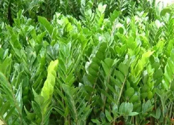 植物浇水|金钱树水浇多了怎么办