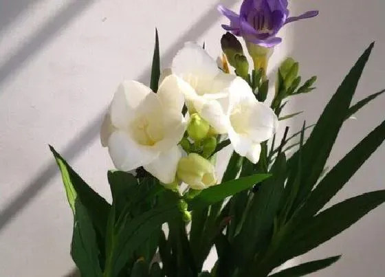 开花时间|香雪兰什么时候开花 花期多长时间