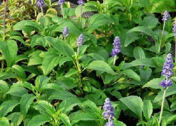 养殖科普|鼠尾草开花后怎么处理