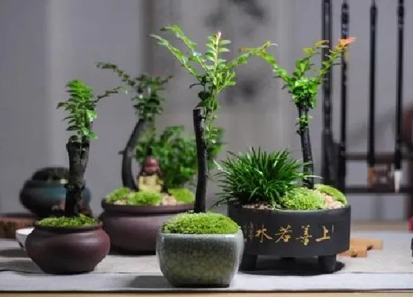 植物浇水|黑骨茶盆景几天浇一次水 春夏秋冬各不同