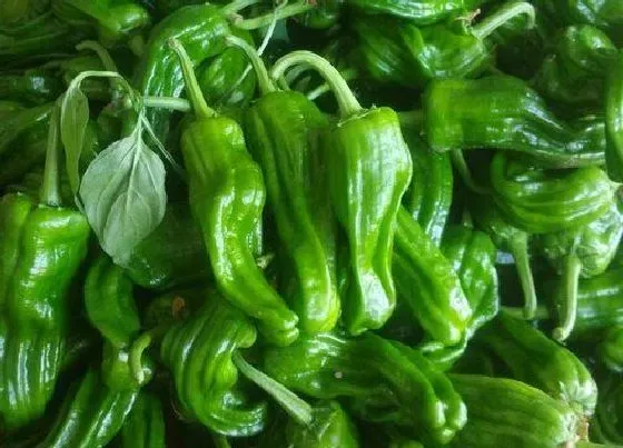 植物价格|韩国青椒一斤约27元（现在青椒的价格多少钱一斤）