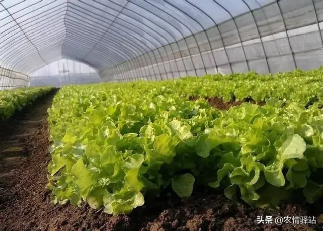 种植管理|二伏天可以种什么菜，现在入伏天气适合种什么蔬菜）