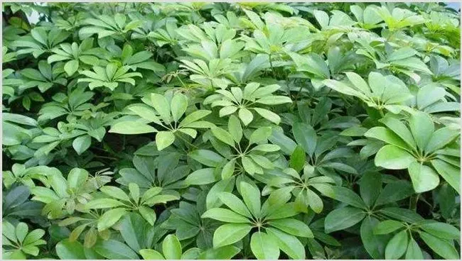 鸭掌木扦插步骤详解 | 养殖技术