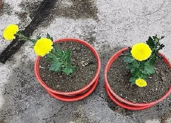 植物播种|菊花什么时候播种合适