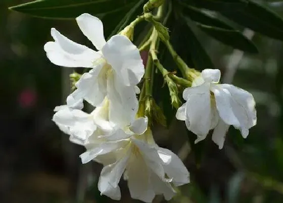 植物毒性|柳桃花有毒吗 可以放在室内养吗