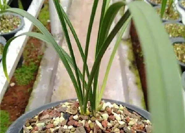 植物移栽|舂兰上盆时间与养护方法