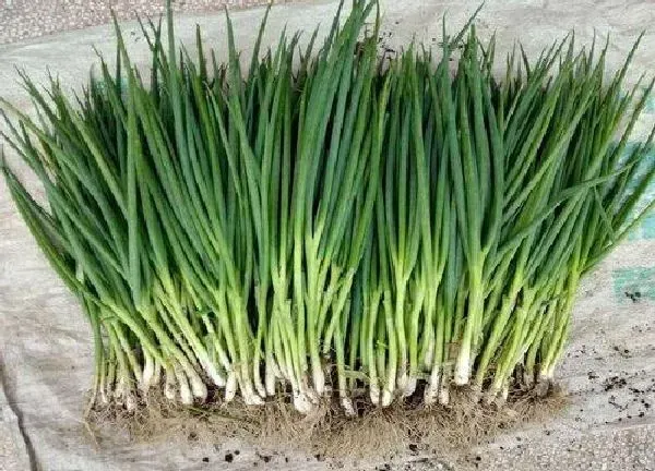 植物移栽|小葱移栽时间和方法