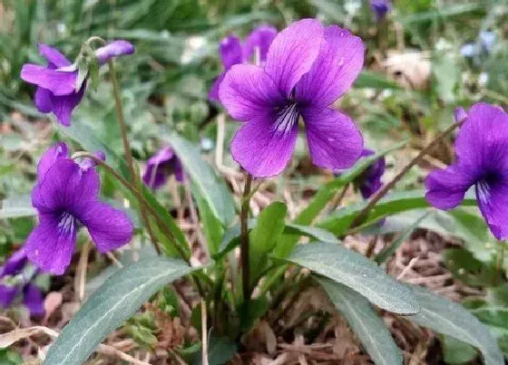 花语|香堇的花语是什么含义 开花代表的象征意思（全）