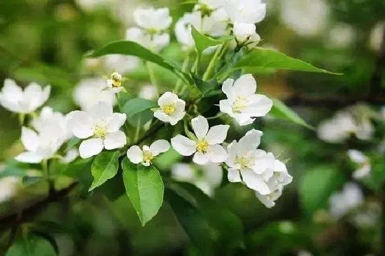 不开花|茉莉花为什么不开花 不开花原因及解决方法