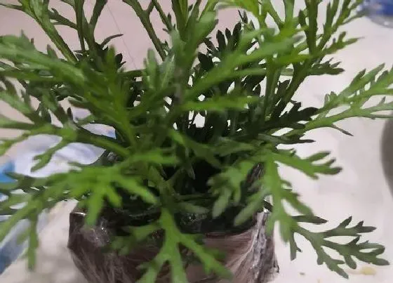 植物百科|和三角梅很像的花