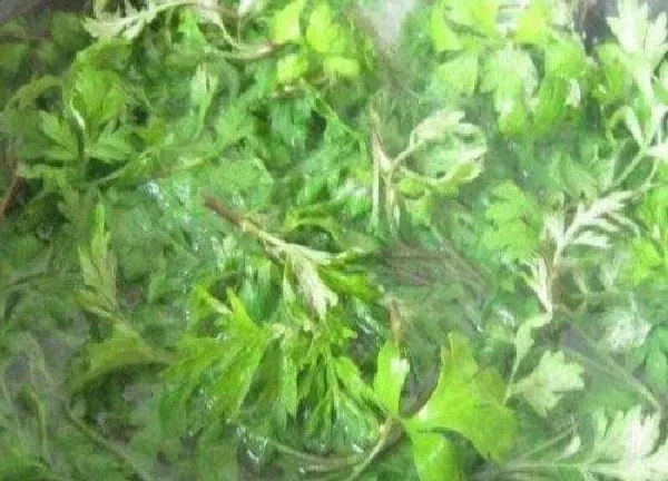 植物浇水|艾叶熬的水可以浇花吗