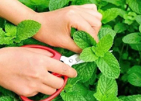 植物扦插|薄荷插枝能活吗