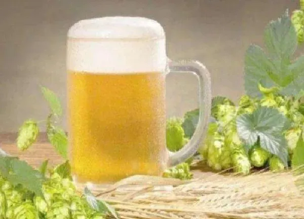 植物浇水|竹芋可以用啤酒浇吗