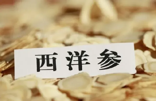 植物泡水|西洋参可以泡水喝吗