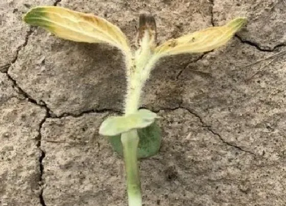 植物病害|葵花黄叶病用什么药效果好