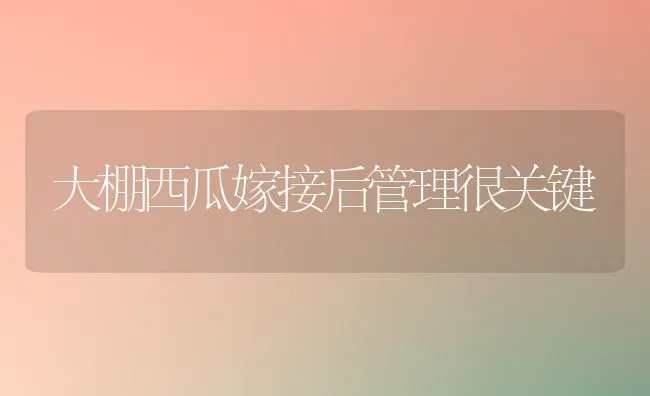 大棚西瓜嫁接后管理很关键 | 瓜果种植