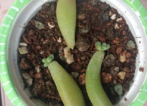 植物扦插|乙女心叶插多久发芽