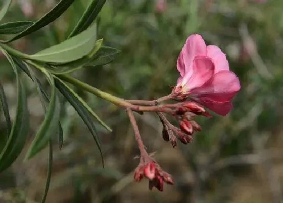 植物毒性|柳桃花有毒吗 可以放在室内养吗