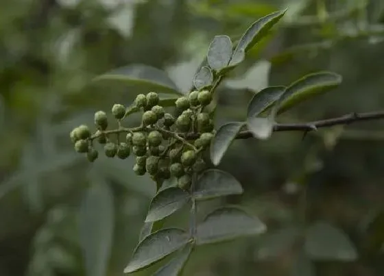 植物修剪|花椒修剪最佳时间