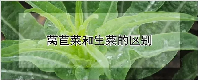 莴苣菜和生菜的区别 | 自然知识