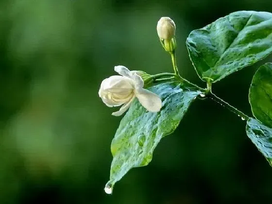 花语|茉莉的花语和寓意 象征着什么意思