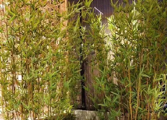 花卉风水|别墅种什么花风水好