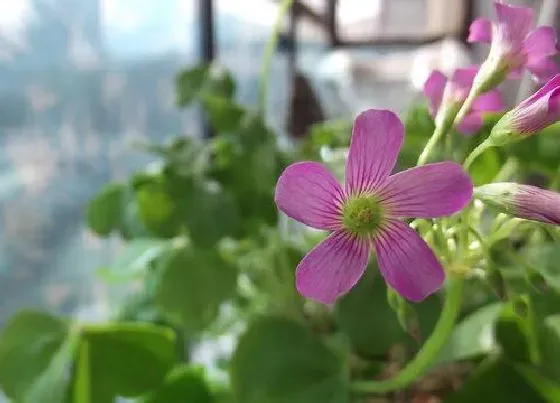 植物百科|幸运草开花吗 开花什么样子