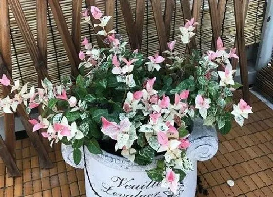 植物百科|冬天不落叶的花卉有哪些