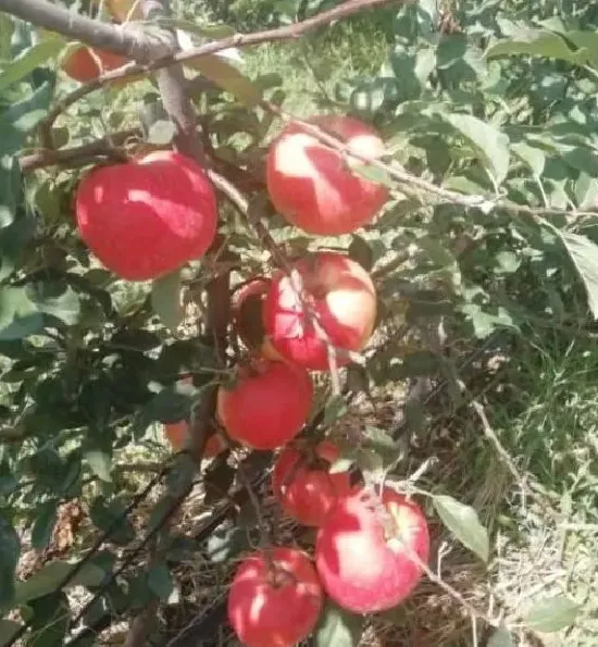 植物病害|苹果的果锈是什么原因引起形成的（果锈发生的原因及对策）