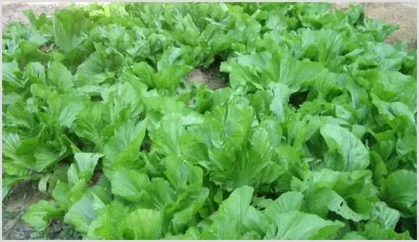 芥菜想要种植好，这些要点需掌握！ | 养殖技术