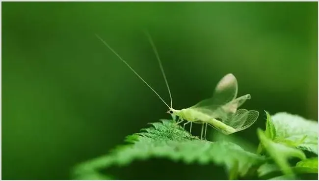 蚜虫有哪些天敌？ | 养殖技术