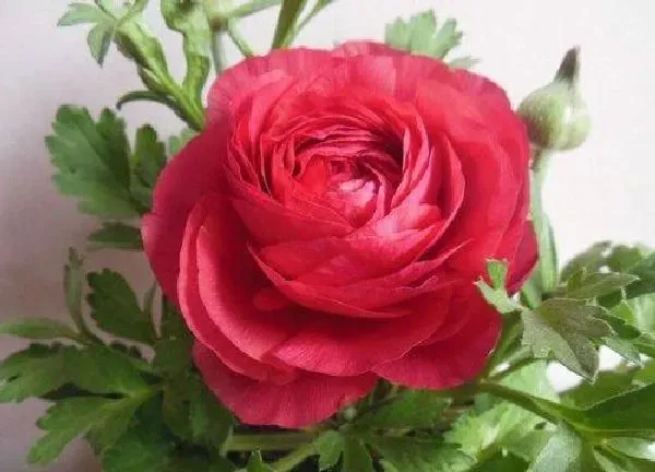 养殖方法|芹叶牡丹的养殖方法和注意事项（芹菜牡丹花怎么养）