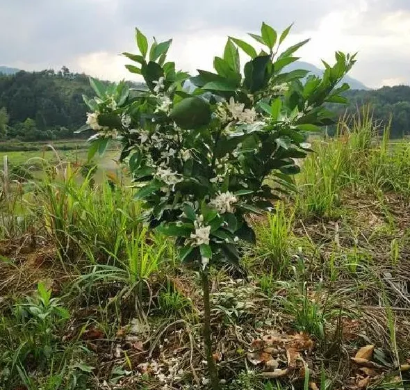 植物病害|柑橘衰退病能治好吗（柑橘衰退病症状用什么药好）