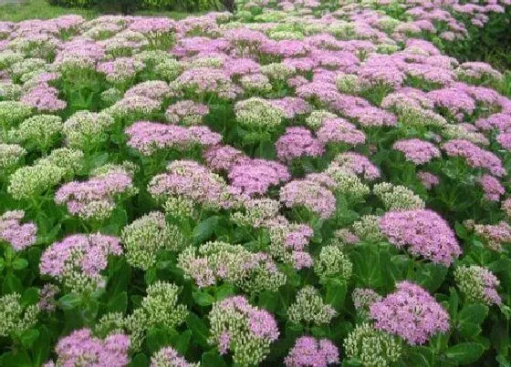 冬天植物|十种耐冻耐寒的室外植物 冬季抗冻多年生草本的植物