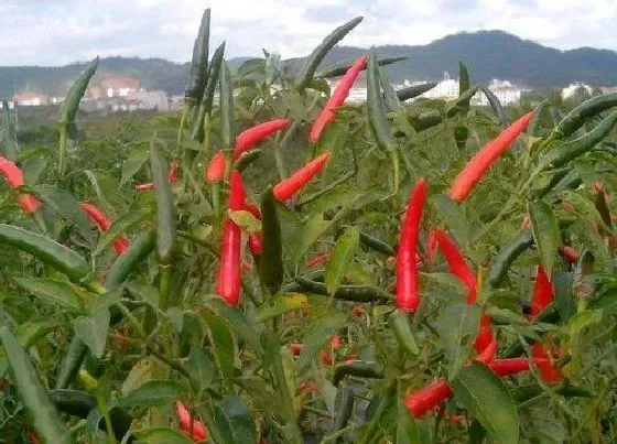 植物播种|朝天椒什么时候播种好