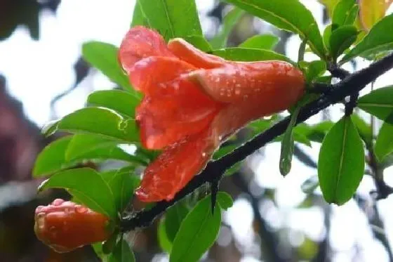 开花时间|石榴花是什么季节开花 开花月份