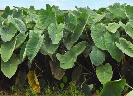 种植百科|芋头一年可以种几次 什么时间种什么时间收