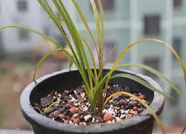 植物浇水|兰草花浇什么肥最好