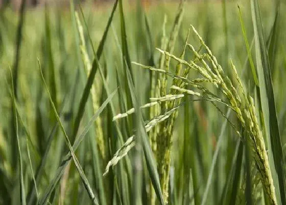 植物播种|东北水稻什么时候播种合适