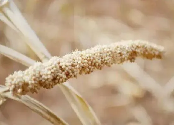 植物施肥|种谷子用什么肥料好