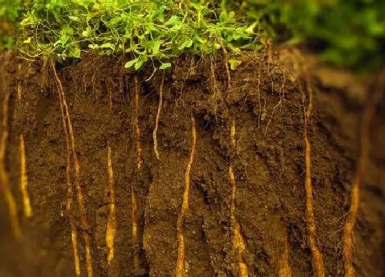 植物施肥|山药底肥放什么肥好 底肥施用方法