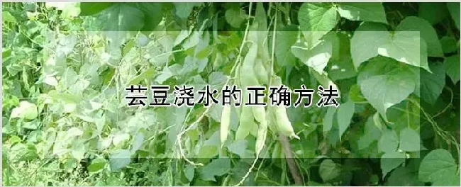 芸豆浇水的正确方法 | 农业科普