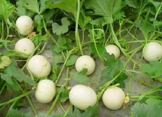 种植管理|甜瓜摘心打顶时间与方法