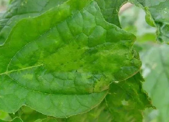 植物病害|苦瓜病毒病症状与防治方法