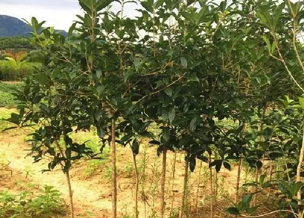 植物移栽|桂花树什么时候移栽最好 移栽成活率高的时间