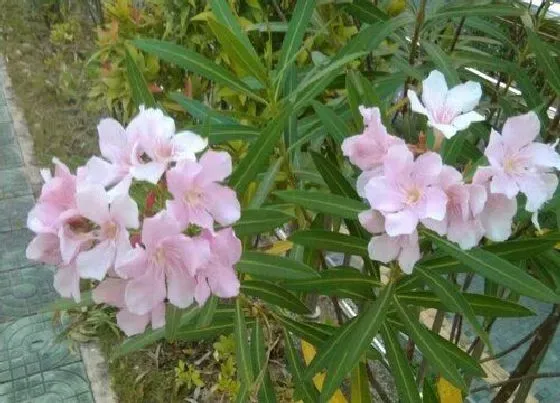 植物毒性|柳桃花有毒吗 可以放在室内养吗