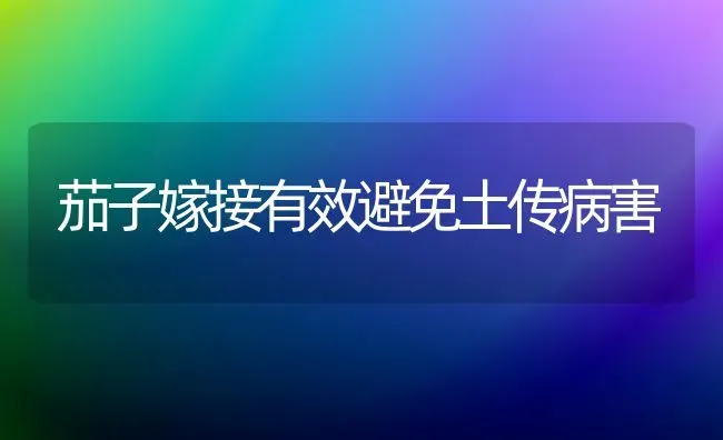 茄子嫁接有效避免土传病害 | 蔬菜种植