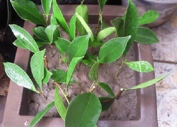 植物扦插|榕树插枝能活吗