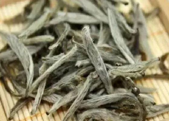 果实成熟|白毫银针采摘时间和收获季节