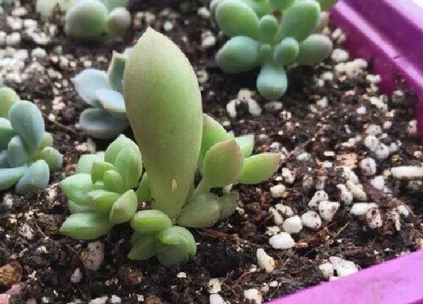 植物扦插|乙女心叶插多久发芽